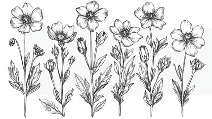 Pheasants eye flowers hand drawn on white background.