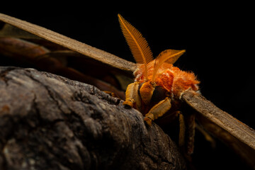 Big atlas moth Attacus atlas close up on tree branch, with dark background
