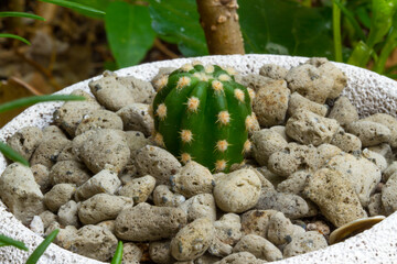 Close-up photo of cactus plant.Cactus tree.
