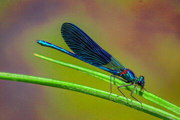 dragonfly on a leaf