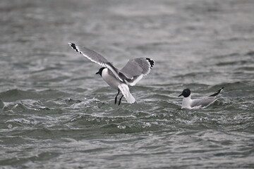 FRANKLINS GULL