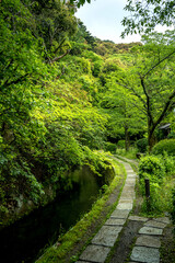 The Philosopher's Path, a canal and walkway in the city of Kyoto during the late spring