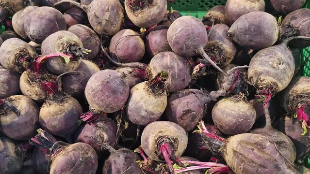 Ripe beetroot in a plastic green box on the counter of a market or store. Washed beets close-up in a supermarket. Selling vegetables