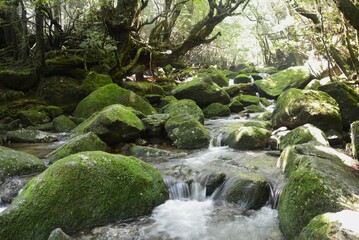 屋久島の苔と小川