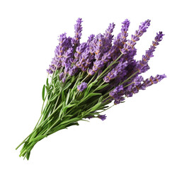 A beautiful bouquet of lavender flowers.