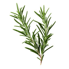 Fototapeta premium Fresh rosemary isolated on black background.