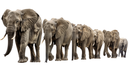 A line of elephants walking in single file against a black background in isolated on transparent background