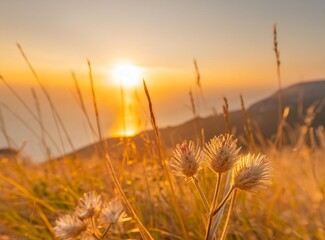 Magical field at magical dawn