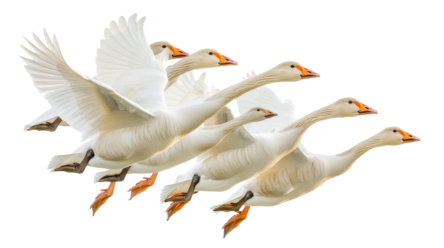 A flock of geese flying in a V formation. The geese are white with black wingtips in isolated on transparent background