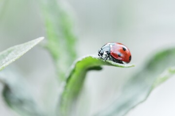 A close up portrait of a small red and black ladybug with black spots or coccinellidae sitting on the tip of a blade of grass. The small insect is searching and hunting.