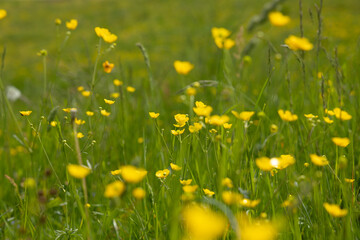 visuale macro su di un campo d'erba in montagna, pieno di piccoli fiori gialli, illuminati dal...
