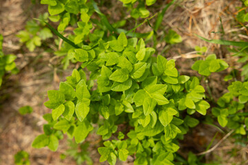 vista macro da sopra di varie piccole e giovani piante dalle foglie verdi, che crescono spontanee nel bosco, in montagna, illuminate dalla luce del sole, in estate