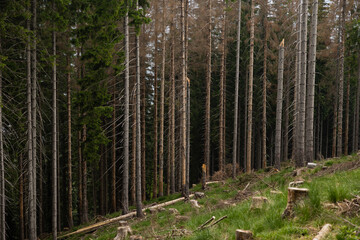 visuale panoramica, da vicino dei tronchi degli alberi di un grande bosco di conifere, in primo...
