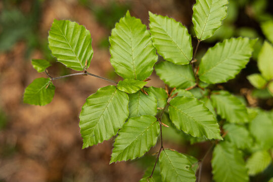 visuale macro di un ramo di un giovane albero ricco di foglie verdi, in estate, con sfondo sfuocato