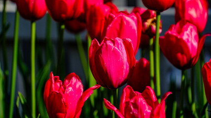 red tulips in the garden