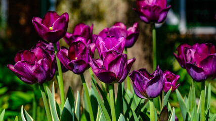 purple tulips in the garden