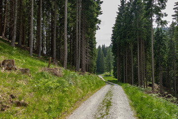 Fototapeta na wymiar ampia visuale panoramica che mostra una strada sterrata che passa in mezzo agli alti abeti in una foresta di montagna, nel nord est Italia, sotto un cielo nuvoloso, in estate