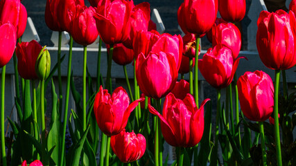 red tulips in spring