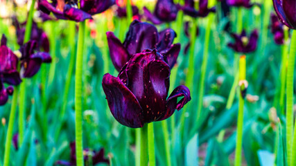purple tulips