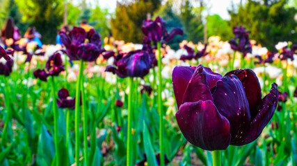 purple and yellow tulips