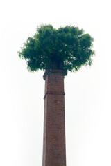 tree on chimney