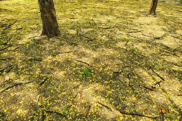 falling flower on ground