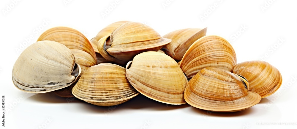 Poster A copy space image of clams set against a white background