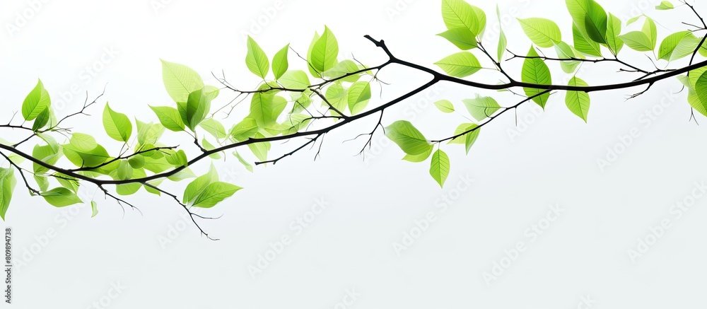Poster A closeup of twigs with fresh vibrant green leaves of spring against a white background creating a beautiful copy space image