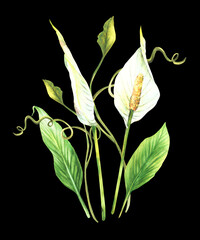 Tropic plant bouquet, leaves, bud, flowers, creeper, house plants, white Anthurium flowers, exotic tropical curly foliage. Clipart for card. Watercolor painted illustration Isolated black background. 