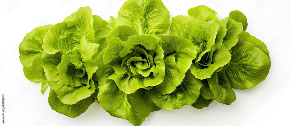 Poster top view of a fresh green batavia lettuce salad head isolated on a white background with copy space 