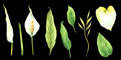 Tropical leaves, anthurium flowers, jungle house plants leaf set, flamingo white flowers creeper exotic foliage Clipart for botanical print Watercolor painted illustration. Isolated black background. 