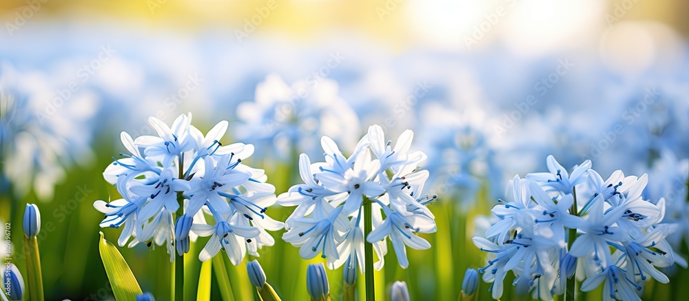 Poster Scilla luciliae the initial white spring flowers can be seen against a softly focused spring backdrop Ample space for text is available