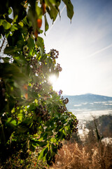 autumn leaves in the sun