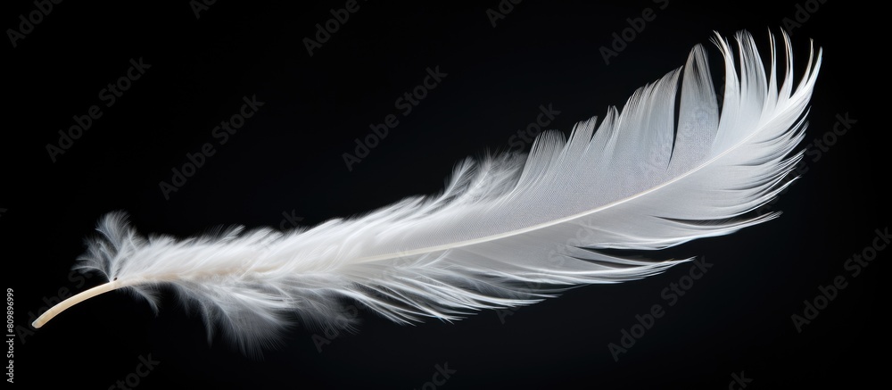 Poster a stunning white feather gracefully floats in the air standing out against the black background with