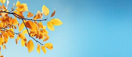 Autumn tree leaves in yellow hues against a serene blue sky creating a picturesque copy space image