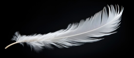 A stunning white feather gracefully floats in the air standing out against the black background with ample copy space for an image