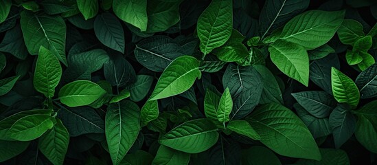 Fototapeta premium A captivating copy space image showcasing the lush texture and vibrant colors of green leaves creating a striking natural backdrop for any project or design