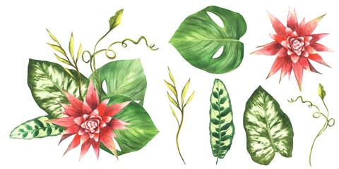 Tropical leaves, exotic flowers bouquet set. Bromeliad, green creeper leaf, calathea bud, home plant. Southern jungle greenery clipart. Watercolor hand drawn illustration. Isolated white background. 