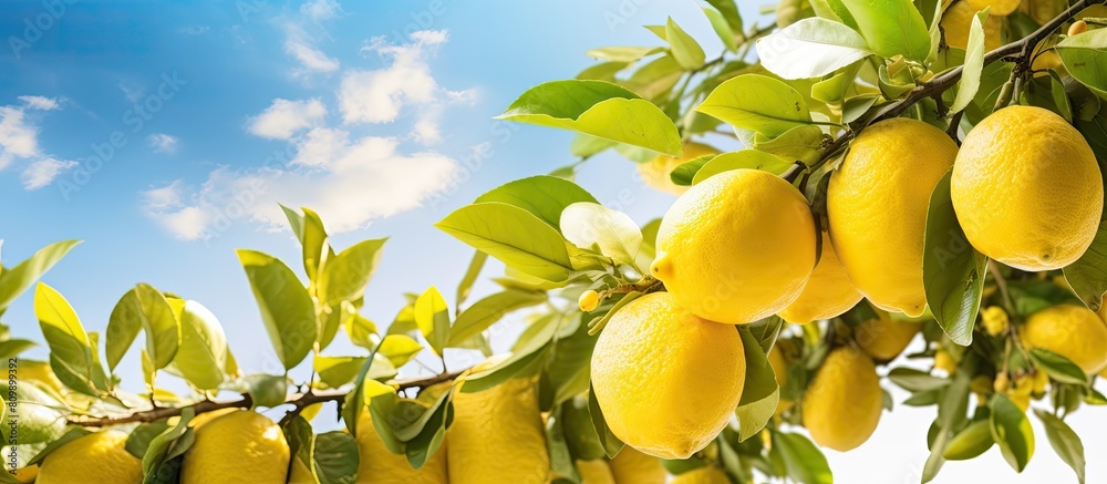Poster copy space image of a lemon tree s horizontal branches filled with ripe lemons on a sunny day