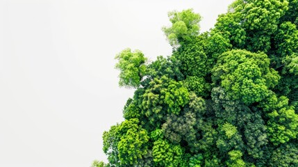 An aerial view of a lush green forest canopy isolated on a white background.
