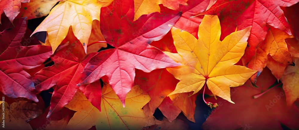 Poster A vibrant mix of red and yellow maple leaves adorns the fall landscape creating a stunning and colorful copy space image