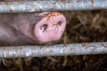 pig with snout in fence