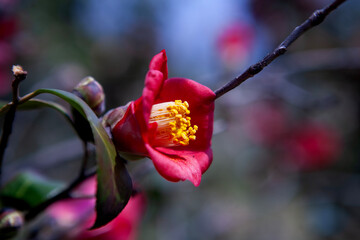 View of the camellia flower