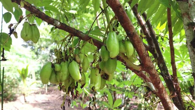 star fruit or in Indonesian Belimbing Wuluh (Averrhoa bilimbi L.) 