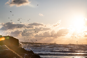 Beautiful sunset at the beach. With some flying seagulls. And rays of sunlight