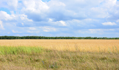 a field of wheat with a cloudy sky in the background 