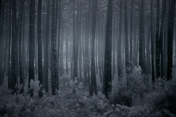 Mysterious misty pine woods at dusk
