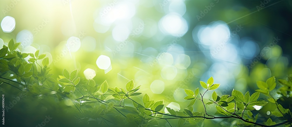 Poster Green nature abstract background with sunlight filtering through trees and bokeh effect Perfect to use as a copy space image