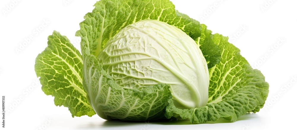 Poster Copy space image of white background with fresh cabbage