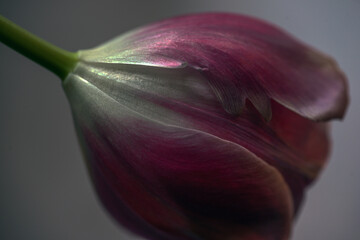 close up of a flower, nacka,sverige,sweden,stockholm,Mats